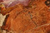 Colorful Petrified Wood (Araucarioxylon) Stand-Up - Arizona #307192-1